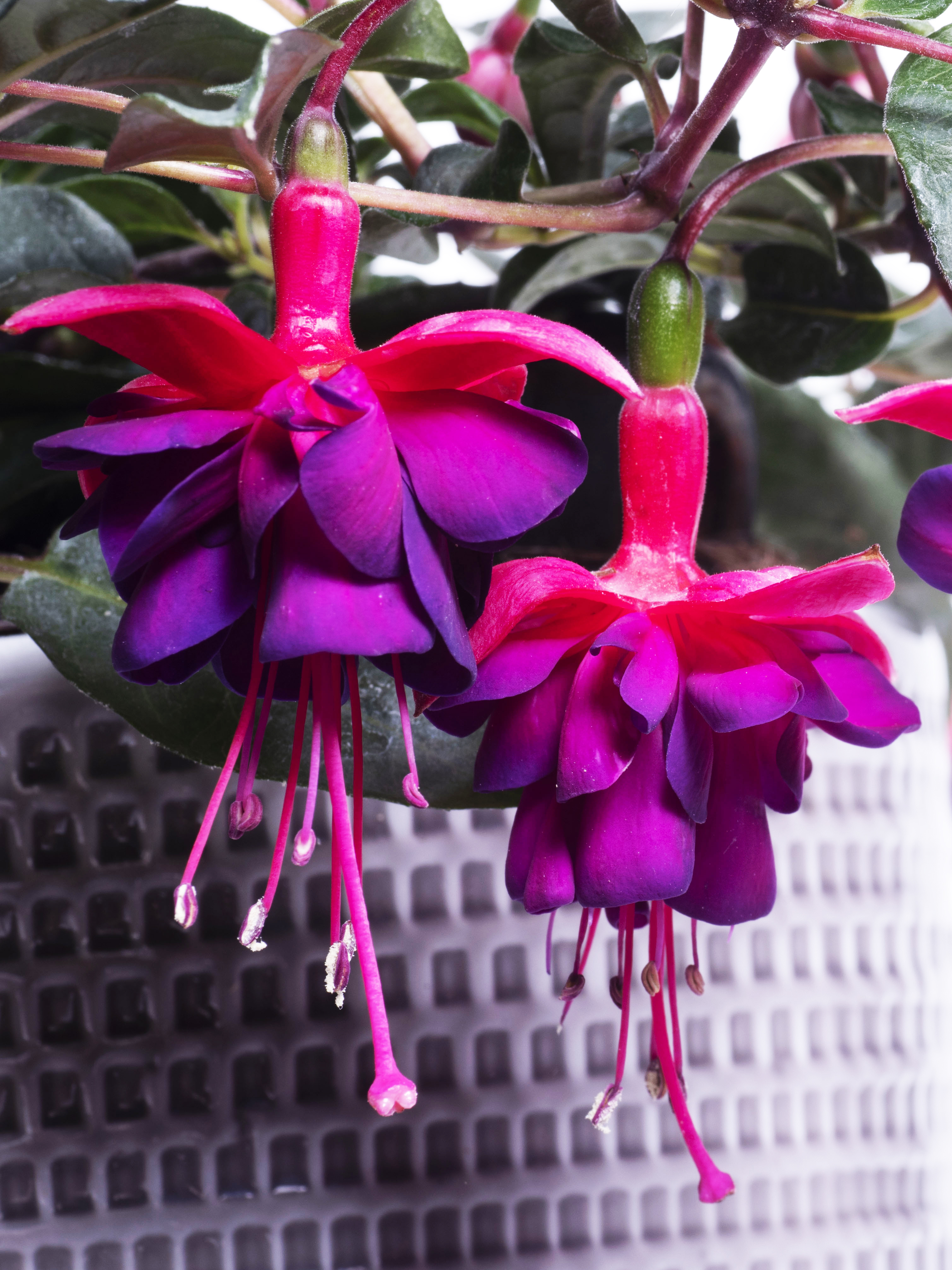 Fuchsia Dollar Princess